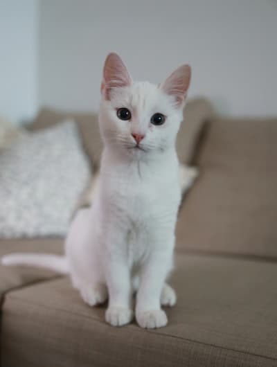 En adopción